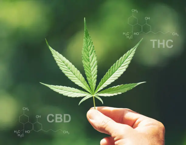 What Types of Supplements are Still Available in CBD?